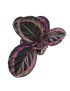 Calathea 'Dottie'