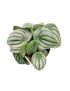 Peperomia Melancia