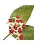 Hoya polyneura