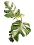 Monstera deliciosa variegata