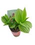 Cypripedium Pink