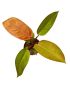 Philodendron 'Prince of Orange'