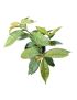 Pereskia aculeata (ora-pro-nóbis)