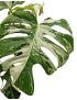 Monstera deliciosa variegata