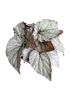 Begonia foliage Beleaf Arctic Breeze