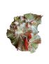 Begonia erythrophylla
