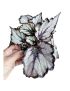 Begonia rex ‘Magma’