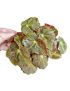 Begonia Green