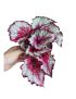 Begonia rex ‘Odissi’