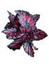 Begonia ´Etna´