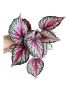 Begonia foliage Magic Colours Salsa