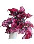 Begonia foliage Beleaf Inca Night