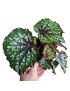 Begonia rex 'Bostella'