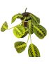 Maranta leuconeura 'Lemon Lime'
