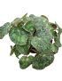 Begonia sizemoreae