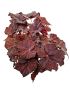 Begonia Beleaf AMBER LOVE