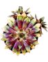 Sempervivum 'Gold Rush'