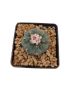 Lophophora williamsii