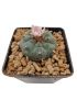 Lophophora williamsii