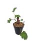 Pelargonium purverulentum