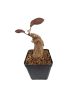 Phyllanthus mirabilis - extra caudex