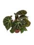 Begonia ´Ferox´