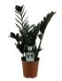 Zamioculcas zamiifolia Raven
