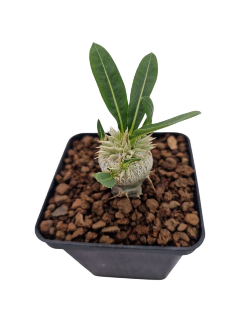 Pachypodium brevicaule (enxertado P. Lamerei)