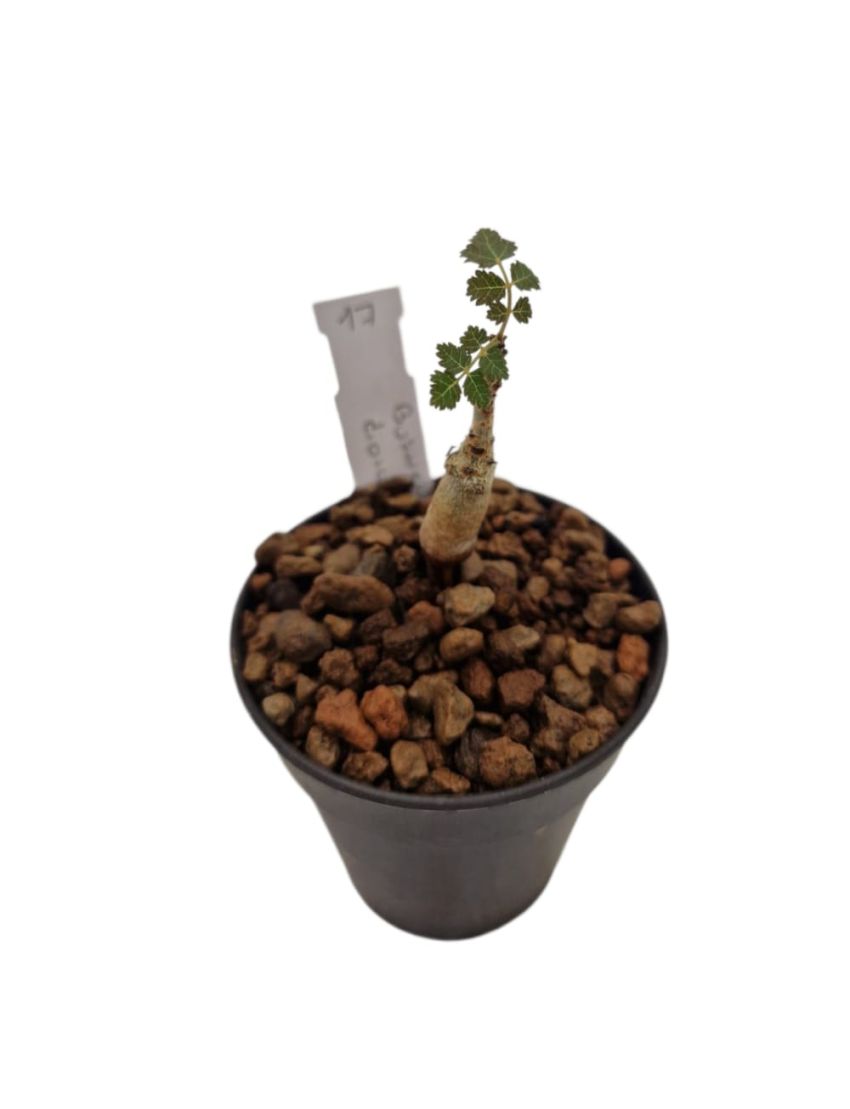 Boswellia dioscoridis