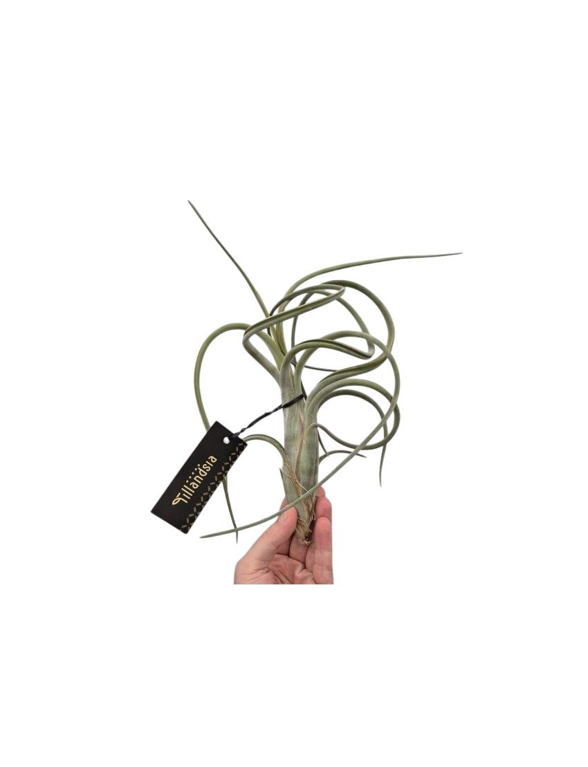 Tillandsia Intermedia