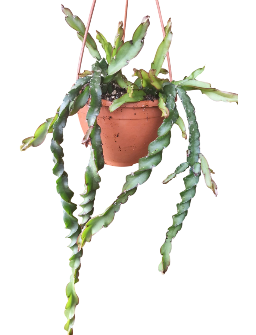 Lepismium Cruciformis Spiralis (rabo-de-porco)