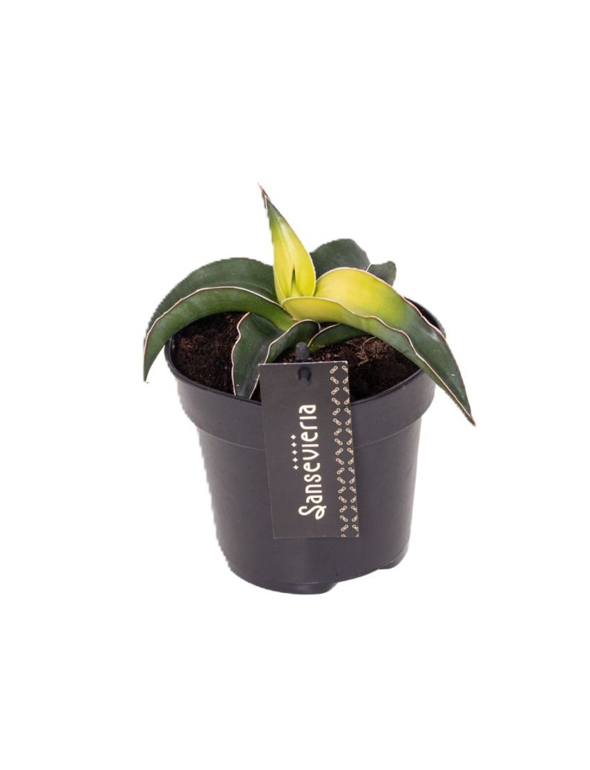 Sansevieria Star Canary