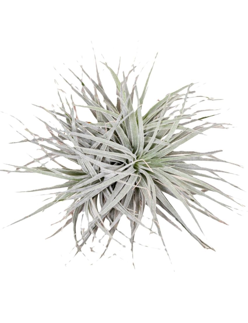 Tillandsia Super Silver