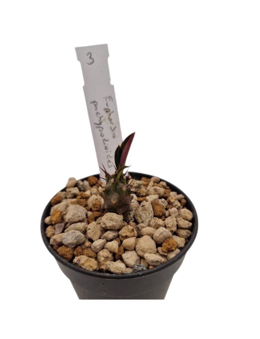 Euphorbia pachypodioides