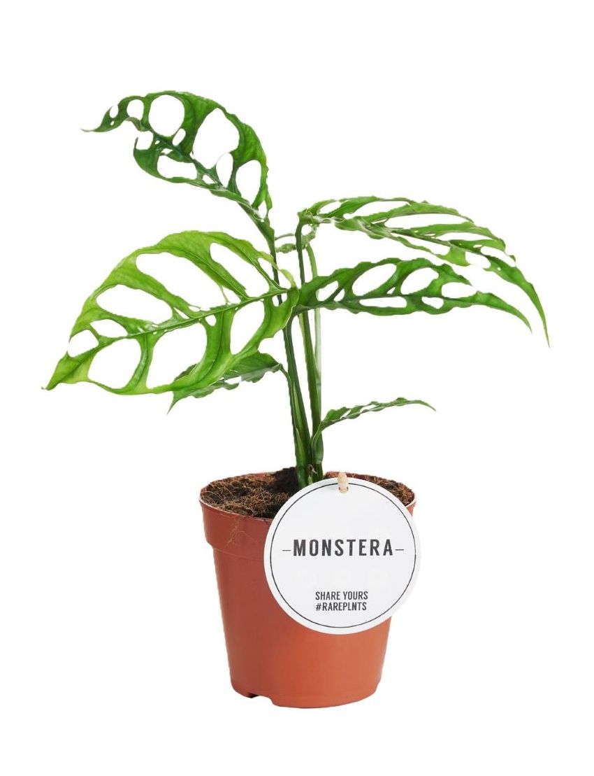 Monstera obliqua 'Peru'
