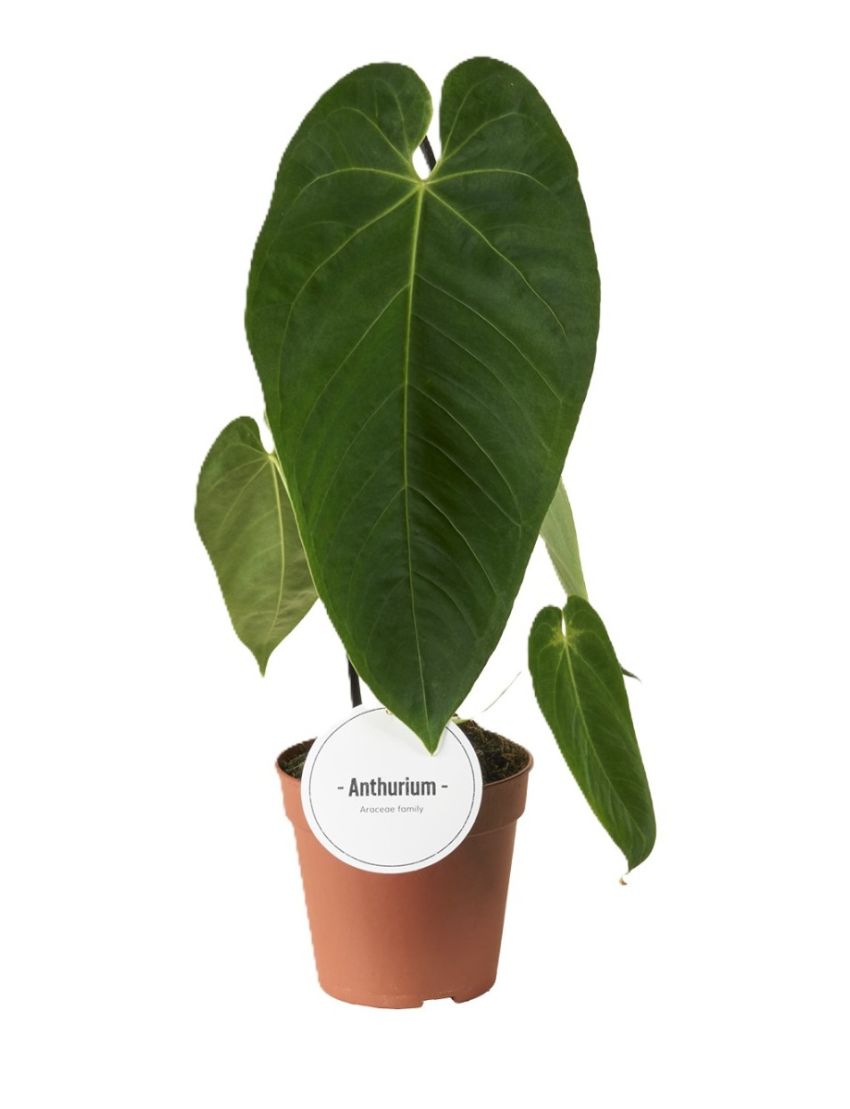 Anthurium queremalense