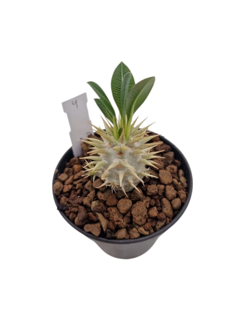 Pachypodium eburneum