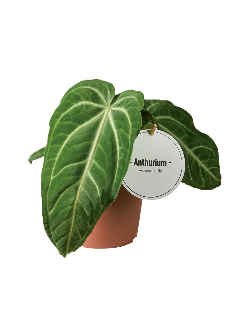 Anthurium villenaorum