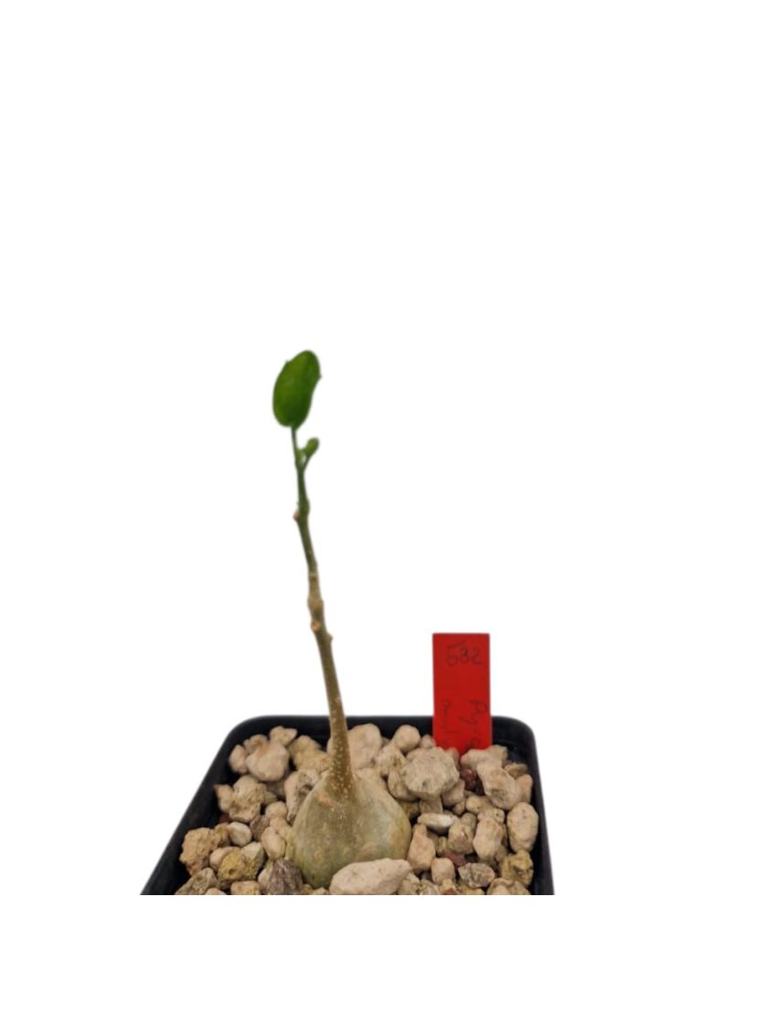 Pyrenacantha malvifolia