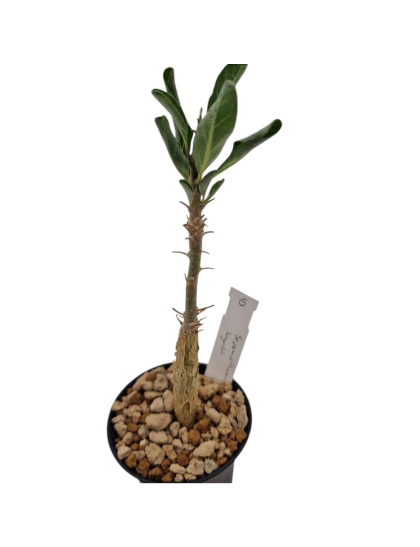 Sesamothamnus lugardii