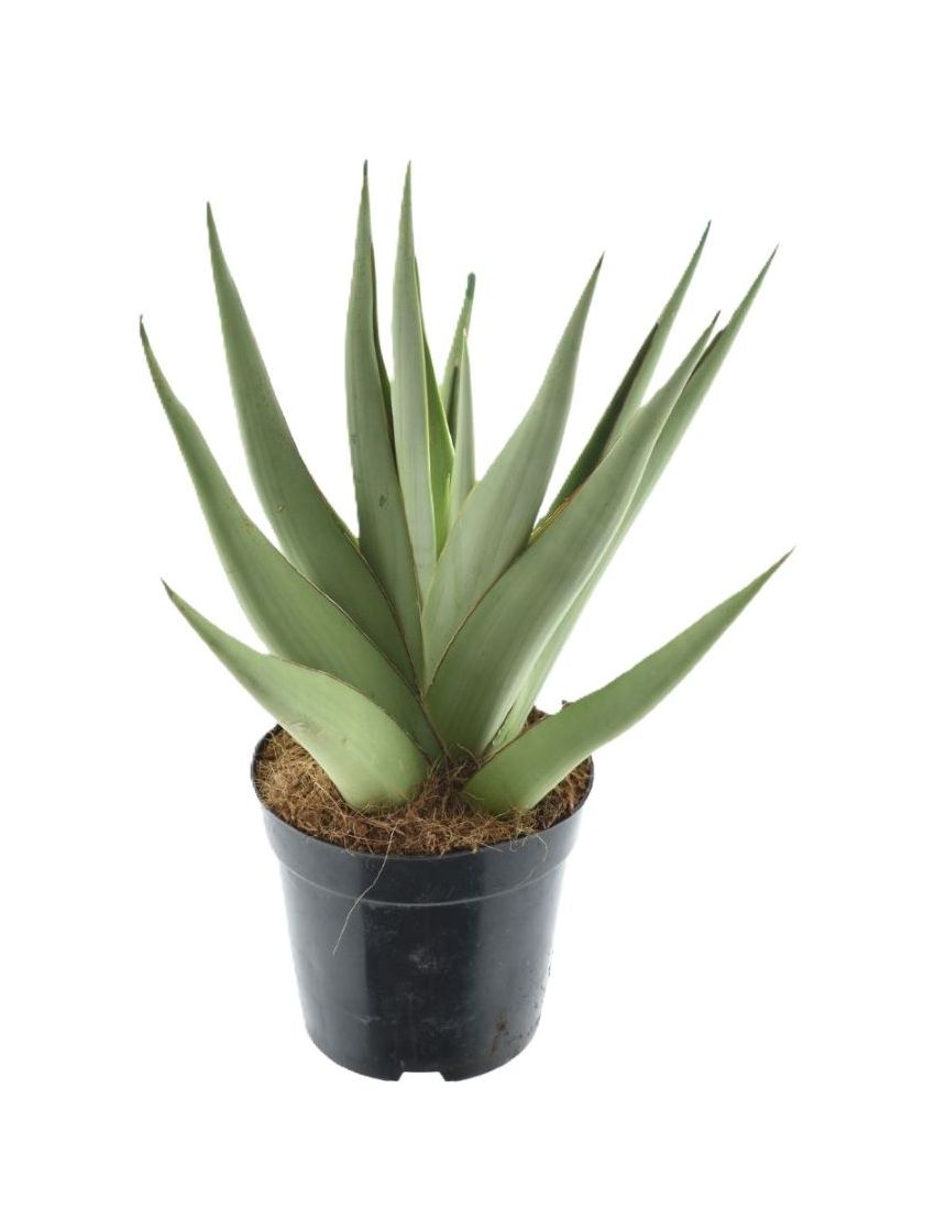 Sansevieria Silver Syreni