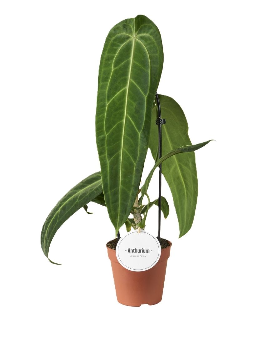 Anthurium warocqueanum