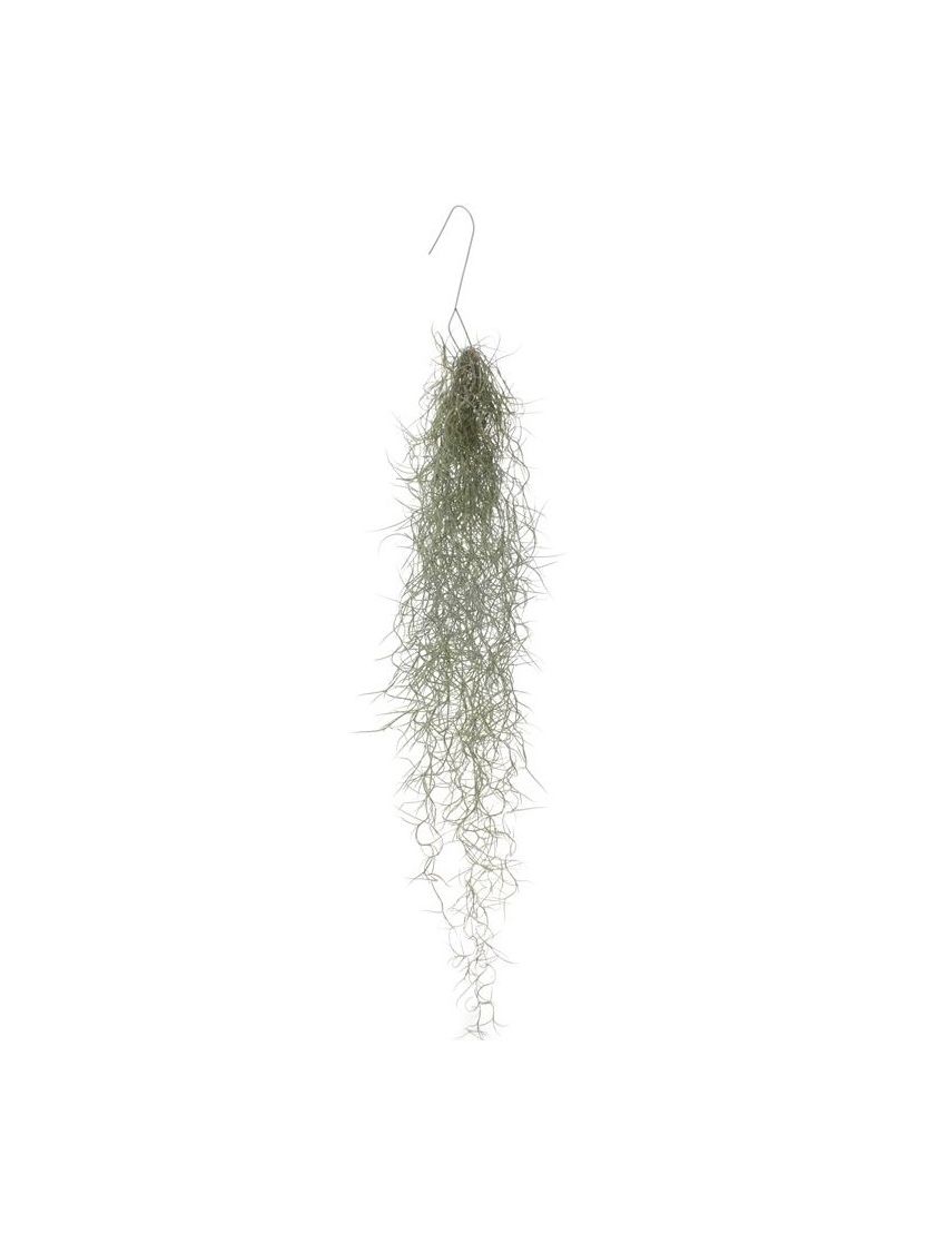 Tillandsia usneoides