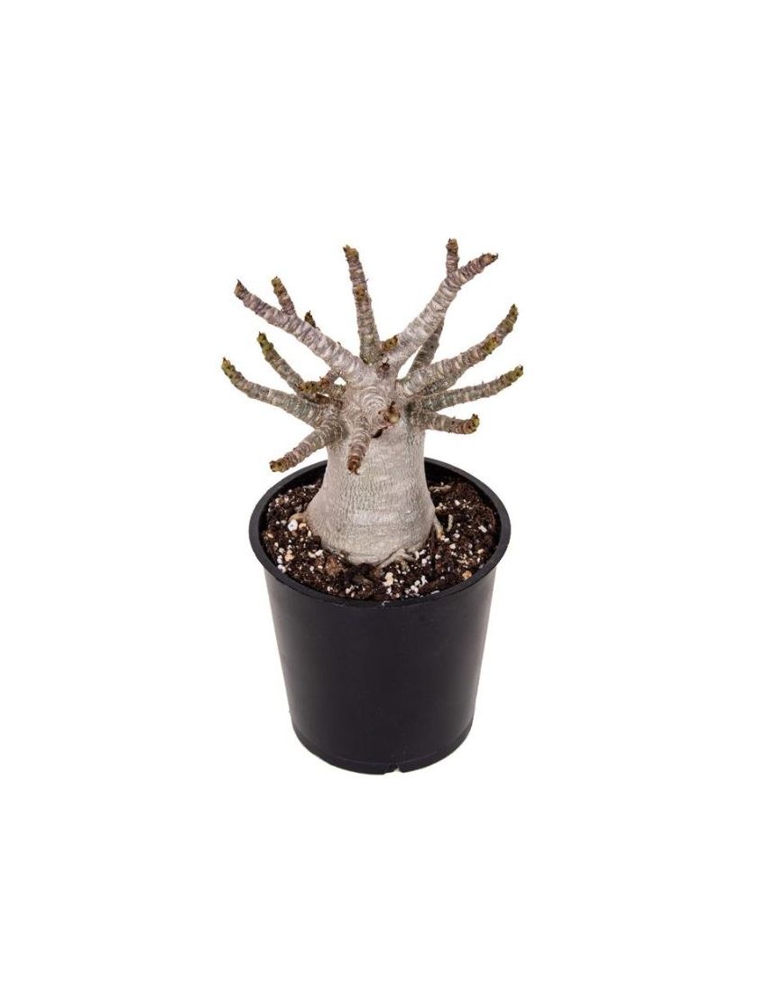 Adenium obesum 'Baobab'