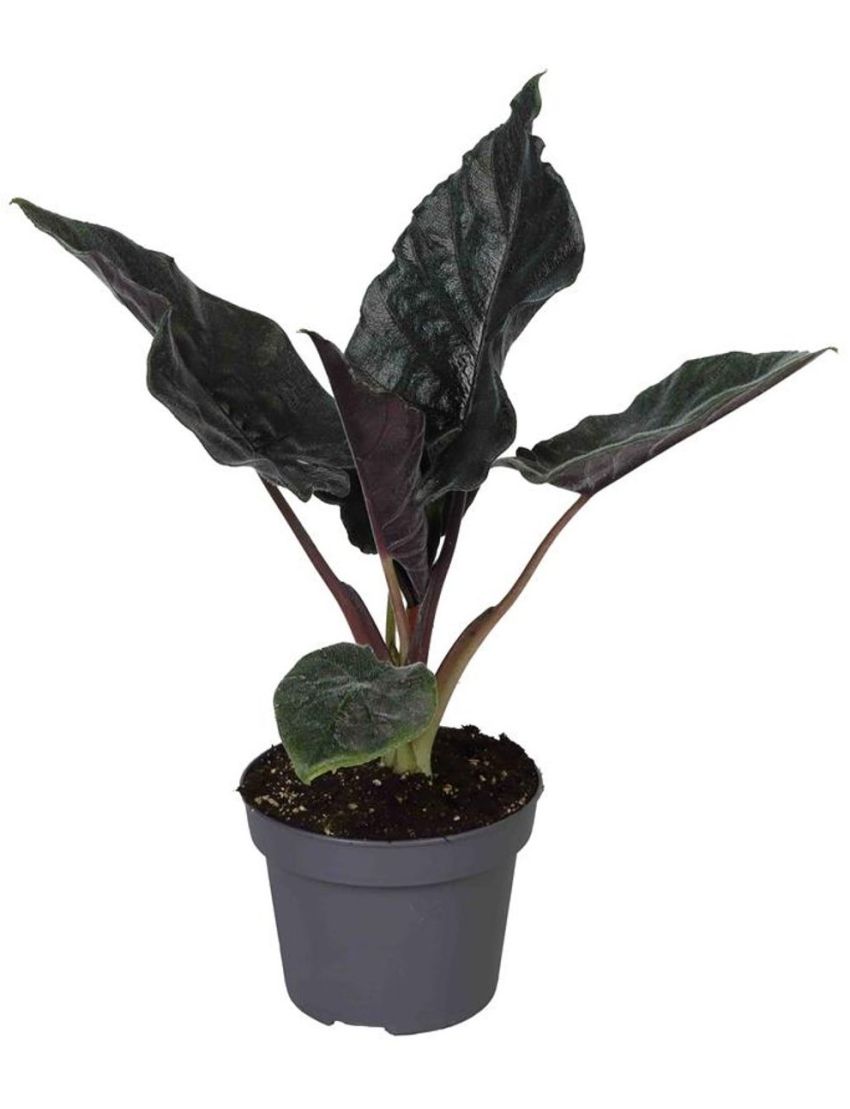 Alocasia 'Antoro Velvet'