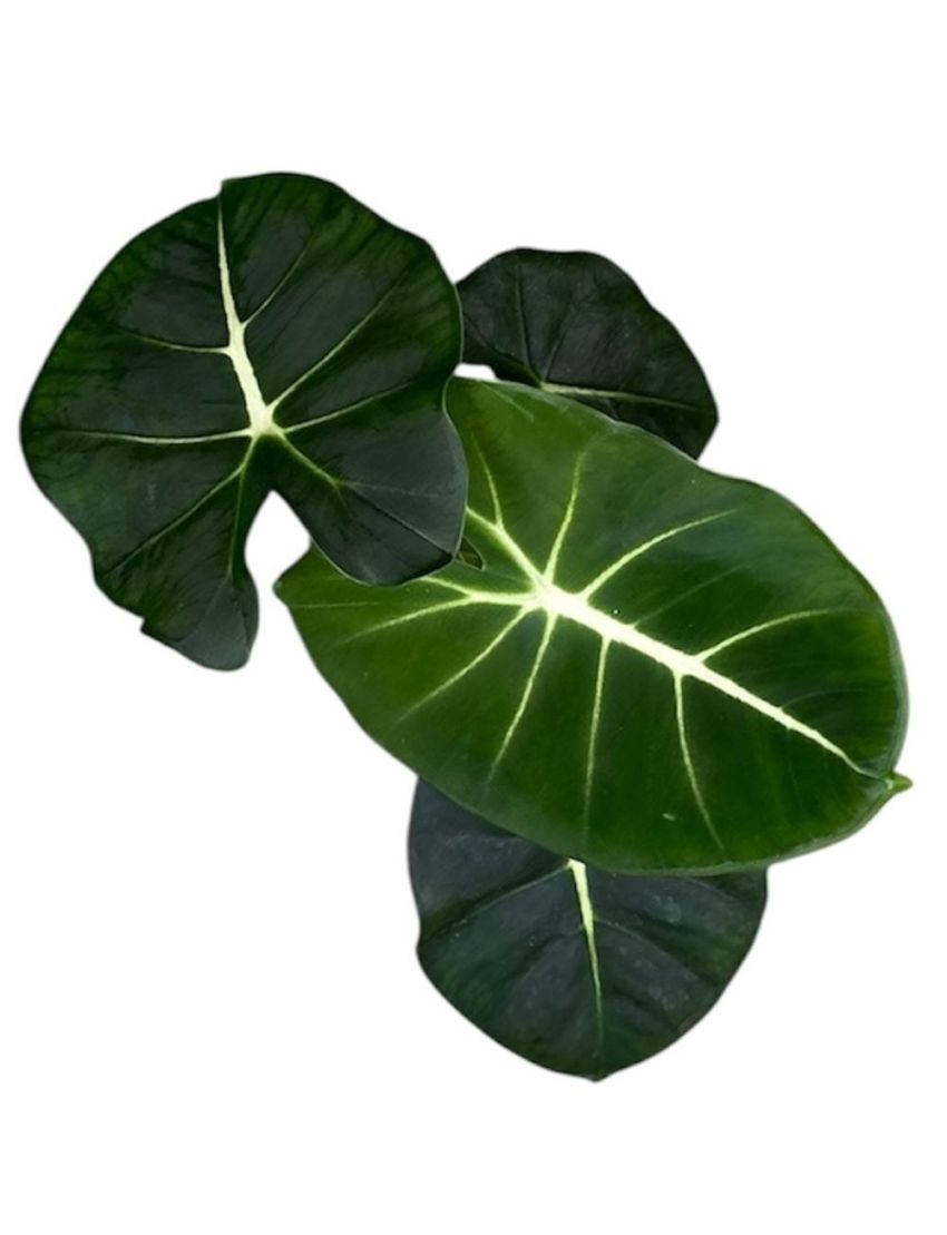 Alocasia micholitziana ROUND TYPE