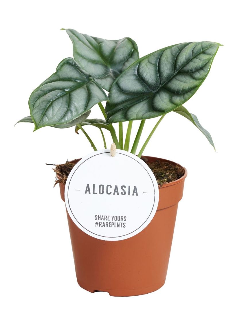 Alocasia 'Silver Dragon'