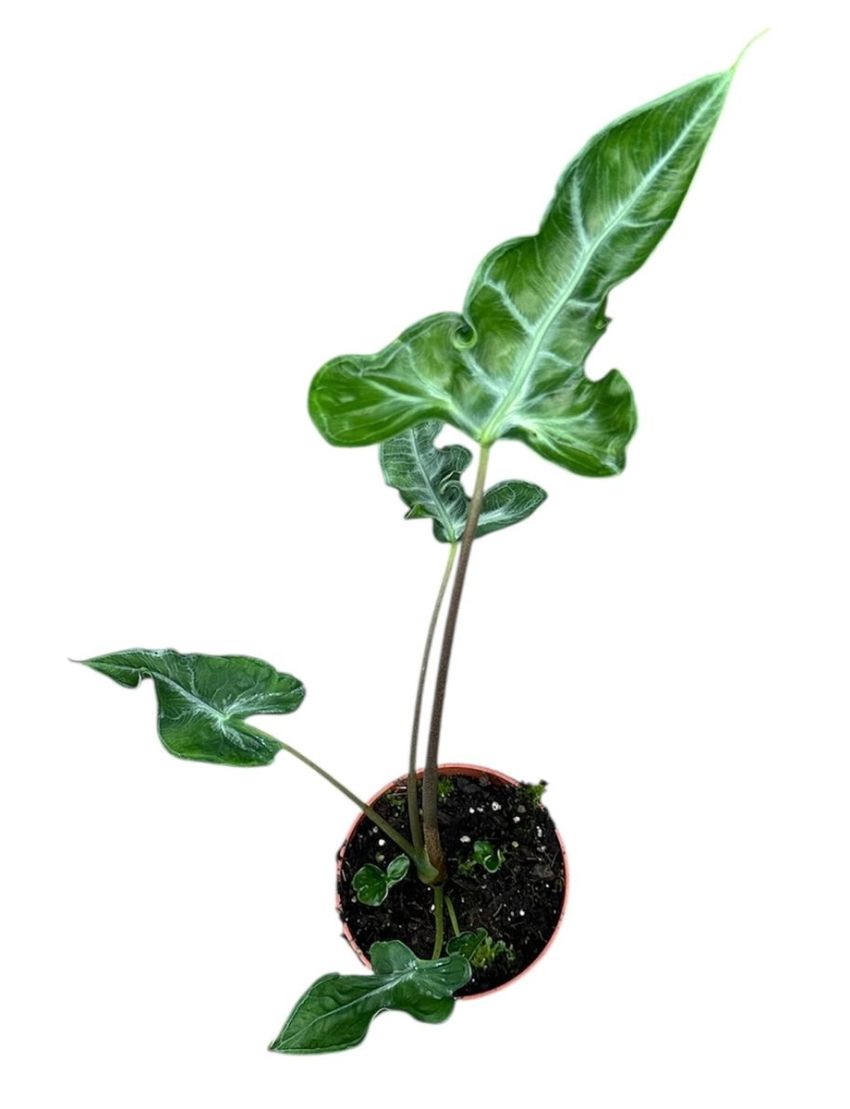 Alocasia 'Teletubbies'