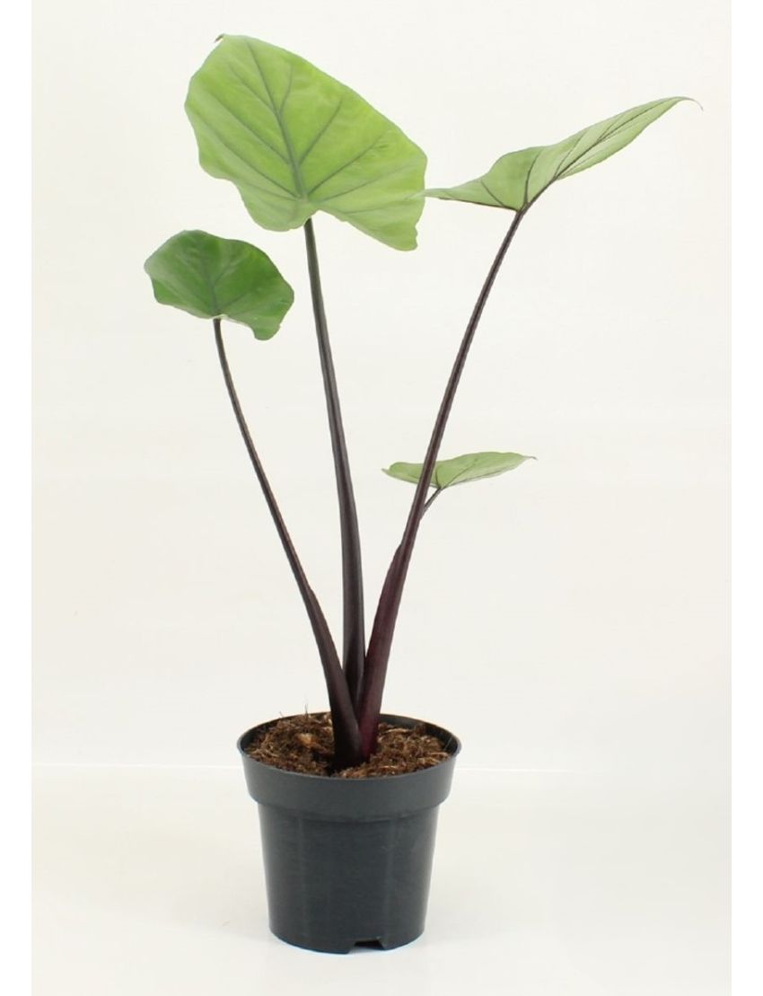 Alocasia 'Black Cobra'