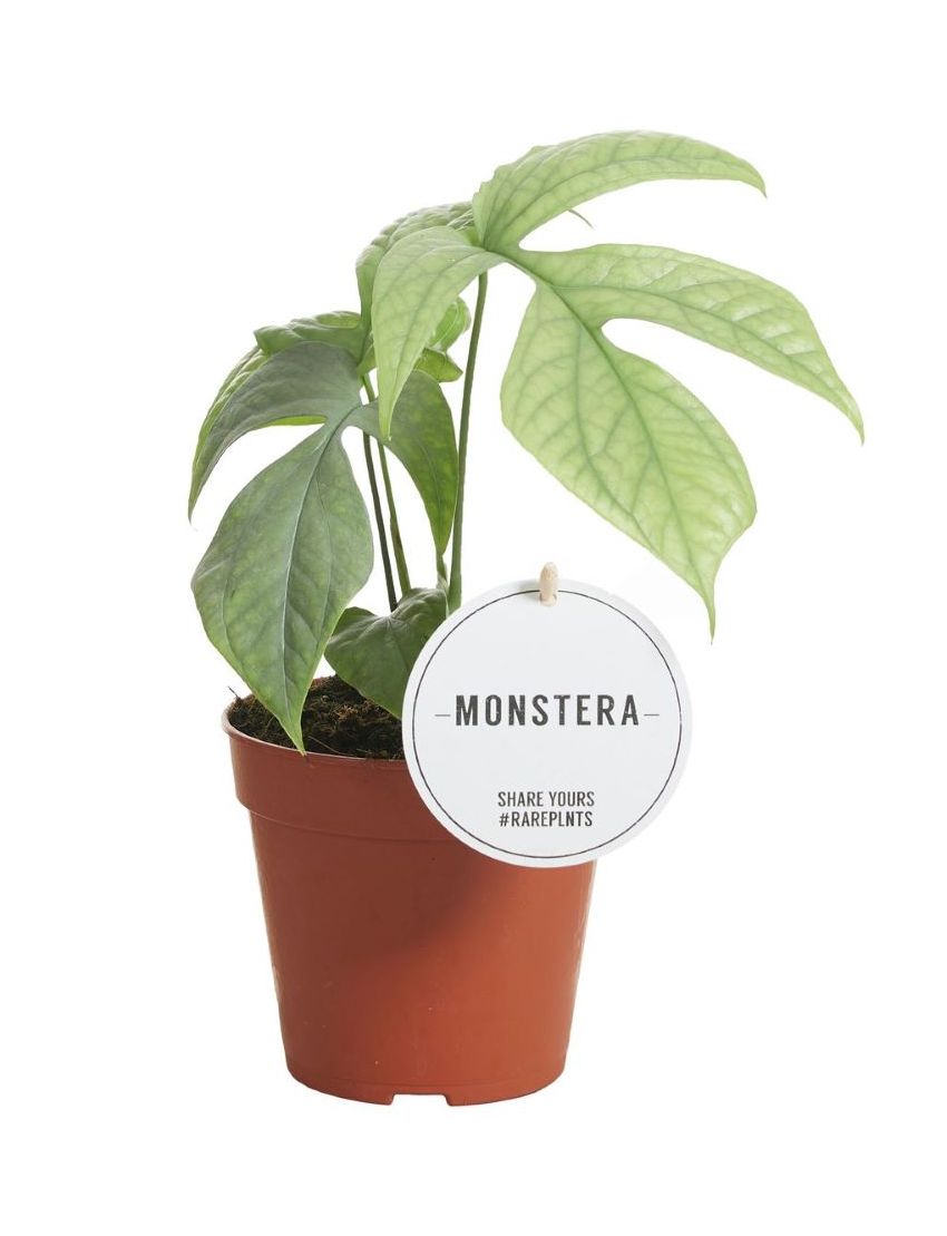 Amydrium medium silver